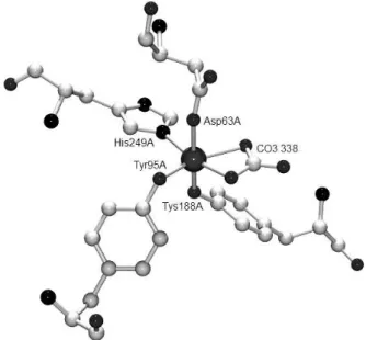 Figure 1. Graphic representation of the active site of human lactoferrin based on coordinates from the PDB file from reference 9 (1D3K).