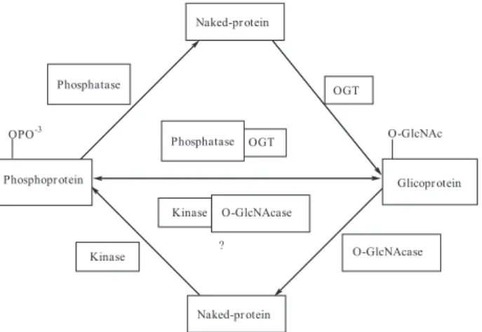 Figure 3. Example of glycan structure found in T.cruzi mucin molecule.