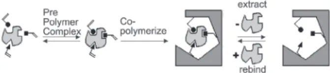 Figure 1. Imprinting process for the formation of a functional cav- cav-ity in a polymer (Adapted from Ref