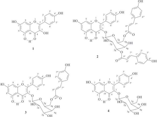 Figure 1. Flavonoids isolated from Annona dioica leaves methanol extract.