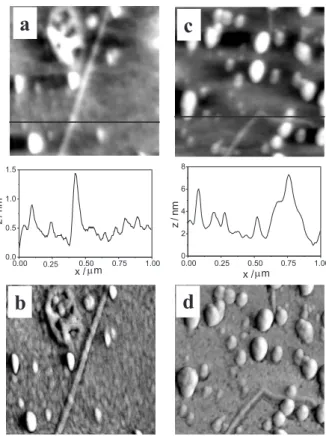 Figure 3. AFM images 1 µm × 1 µm:  (a) topography (z = 2.5 nm) with the corresponding cross-section analysis and (b) phase image (z = 0.3 V) of HXG cast onto amino-terminated surfaces; (c) topography (z = 12 nm) with the corresponding cross-section analysi