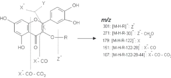 Figure 3. Structure and fragmentation pathways of flavonols by negative ion mode ESI-MS n .