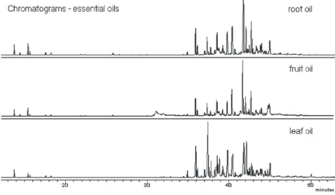 Figure 1. Chromatograms of GC-MS analysis of essential oils from the Ottonia martiana.