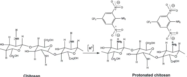 Figure 3. Scheme related to the electrostatic attraction of RNH 3 +  and nitro groups of TRF.