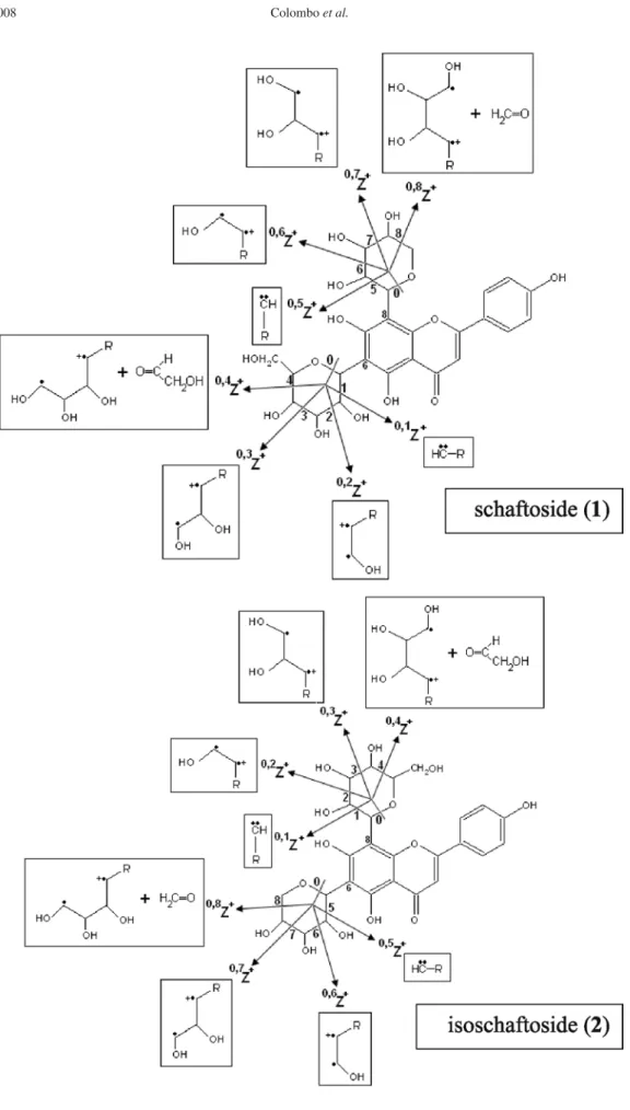 Figure 4. Structure and proposed fragmentation pathway of the 6,8-C-glycosides: 1, schaftoside 2, isoschaftoside