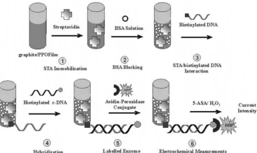 Figure 1. HCV detection by amperometric DNA biosensor.