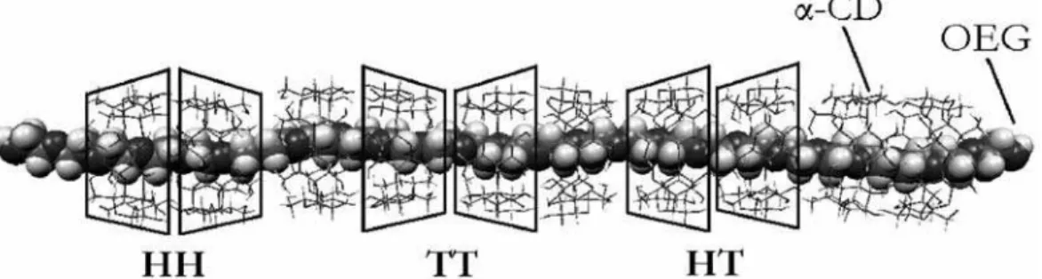 Figure 1. Pseudo-polyrotaxane supramolecular model contructed by A-CD units and an OEG chain