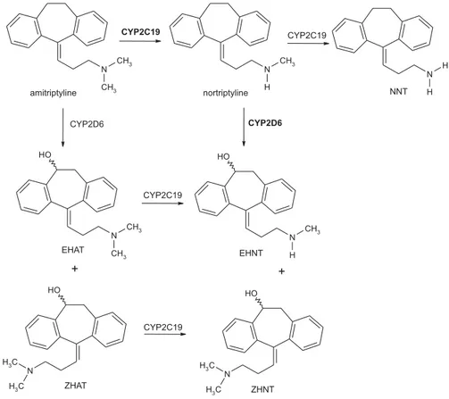 Figure 1. Main metabolic pathways of amitriptyline. Major routes are shown in bold.