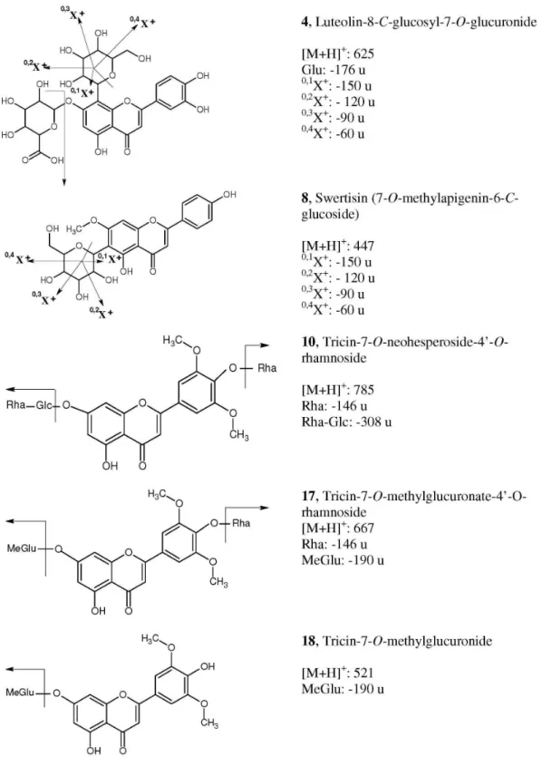 Figure 2. Structure of the lavones from sugarcane juice described in this work and fragmentation pathways