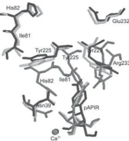 Figure 3. Superposition of some residues of the active sites hydrophobic  pockets of our model and the templates Black: LmNH, Dark gray: CfNH  and Ligth gray: LdNH.