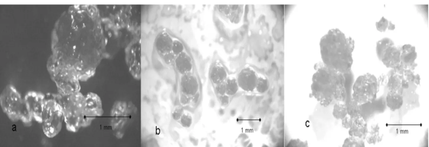 Figure 3. Stereo-microscope images obtained from curdlan-anthocyanin capsules made with (a) 4.3% (objective 3.2 ×), (b) 5.1% (objective 1.6 ×) and  (c) 5.6% (objective 2.0 ×) of curdlan.