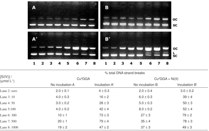 Figure 3. Formation of DNA strand breaks upon exposure of plasmid pUC 19 to Cu II GGA and different concentrations of S(IV) with (A) no incubation  (T  =  25  o C)  and  (A’)  incubation  for  2  h  (T  =  37  o C)