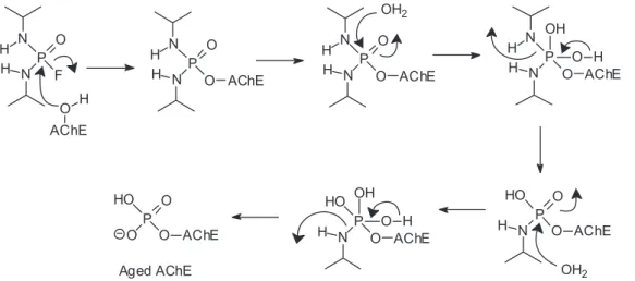 Figure 7. Mechanism of aging of AchE inhibited by mipafox. 94