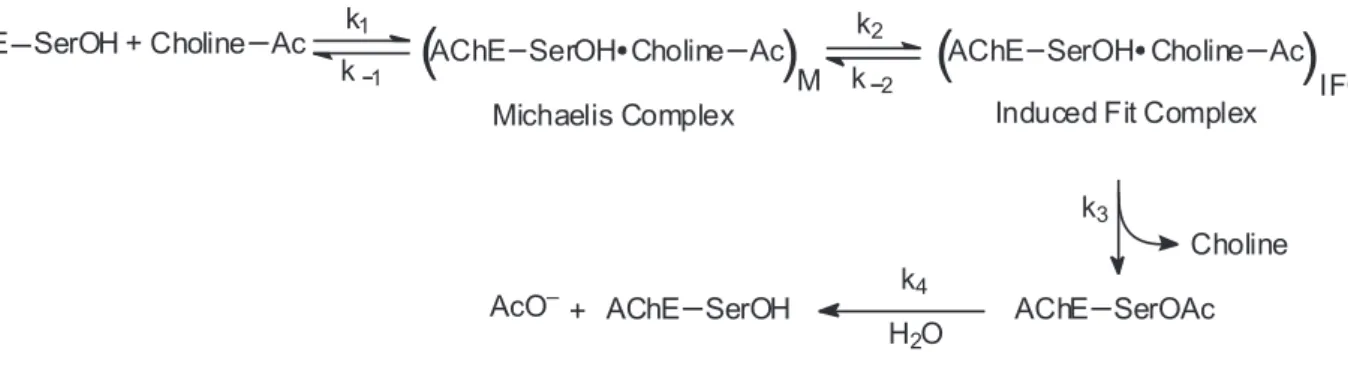 Figure 1. Minimal kinetic mechanism of AChE catalysis. 
