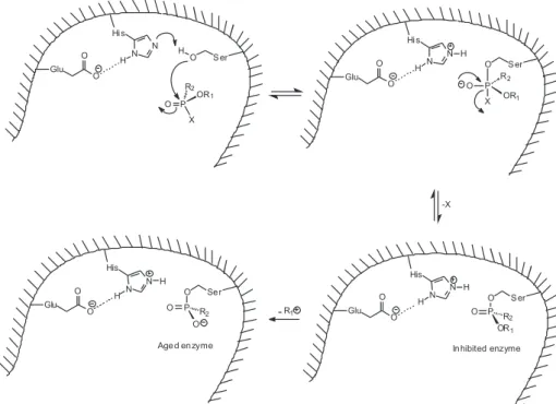 Figure 6. Scheme of AChE inhibition by OPCs and aging (X = leaving group).