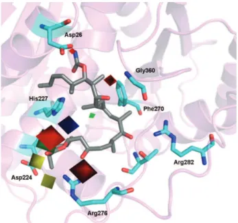Figure 10.  Three-dimensional model of discodermolide (compound 25) in the  β-tubulin binding cavity along with CoMFA steric and electrostatic fields.