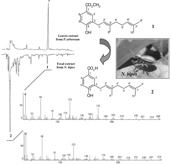 Figure 1. Chromatogram (HPLC) of extract from leaves of P. arboreum and fecal extract from N