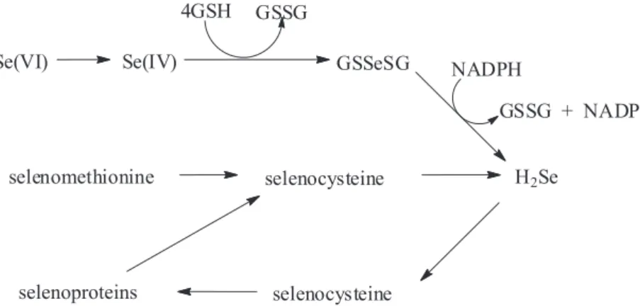 Figure 1. Schematic fate of Se(IV), selenomethionine and selenocysteine liberated from selenoproteins