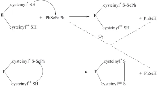 Figure 4. Oxidation of thiol-containing enzymes by diphenyl deselenide (PhSeSePh). In this scheme, the formation of disulide in the active center of the  enzyme occurs at two steps