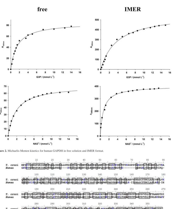 Figure 2. Michaelis-Menten kinetics for human GAPDH in free solution and IMER format. 