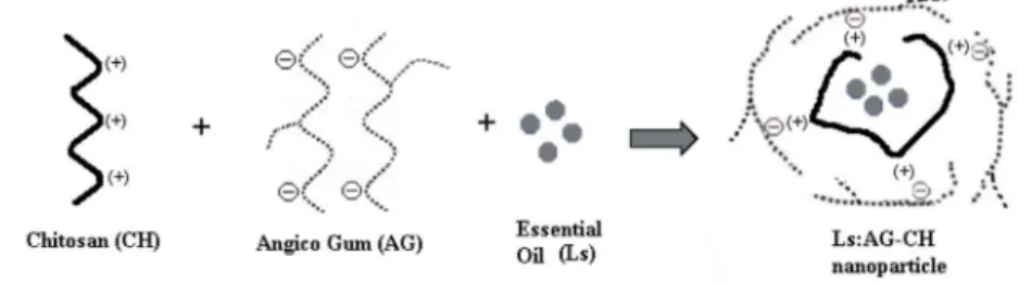 Figure 1. Schematic representation for the formation and inal structure of the Ls:AG-CH nanoparticles.