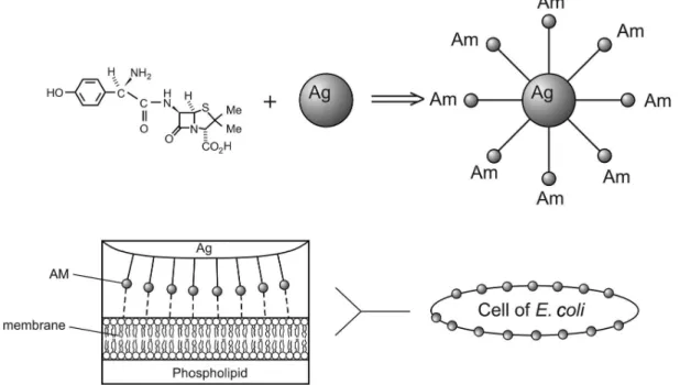 Figure 1. Structure of amoxicillin and the bonding route for silver nanoparticles chelated with amoxicillin and a diagram of the combination of chelate  reacted with cells (Adapted from reference 40).