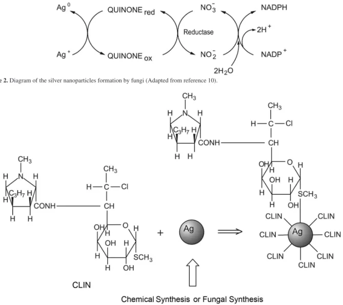 Figure 3. Structures and diagram of the complex between clindamycin and silver nanoparticles produced by chemical and biologically methods
