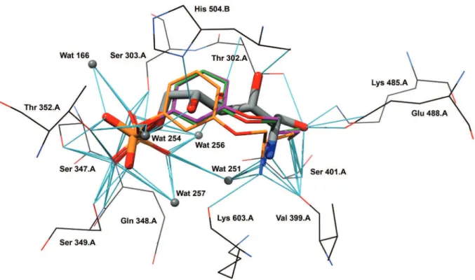 Figure 1. Comparison between crystal structure of ADGP (Stick model, colored by heteroatom) and docked conformers of 2 (orange, green and magenta)  in the active site of Glms (E.coli)