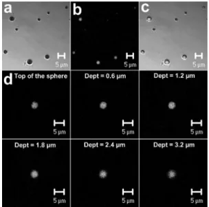 Figure 3. Confocal microscopic images of InTPP-loaded microspheres: 
