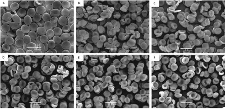 Figure 5. Effect of mefenamic acid on the morphology of human erythrocytes. Images obtained by scanning electron microscopy (SEM) of (A) control; 