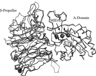 Figure 2. Three-dimensional structure of extracellular domains of α 4 β 1 integrin overlapped on the template