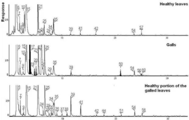 Figure  2.  Chromatograms  of  volatile  compounds  of  the  headspace  of  healthy  leaves,  healthy  portion  of  galled  leaves  and  galls  of Schinus  polygamus