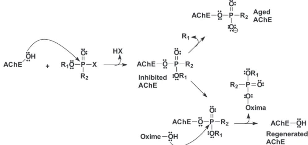 Figure 2. Oximes used in this work with dihedrals φ 1  and φ 2  in focus.