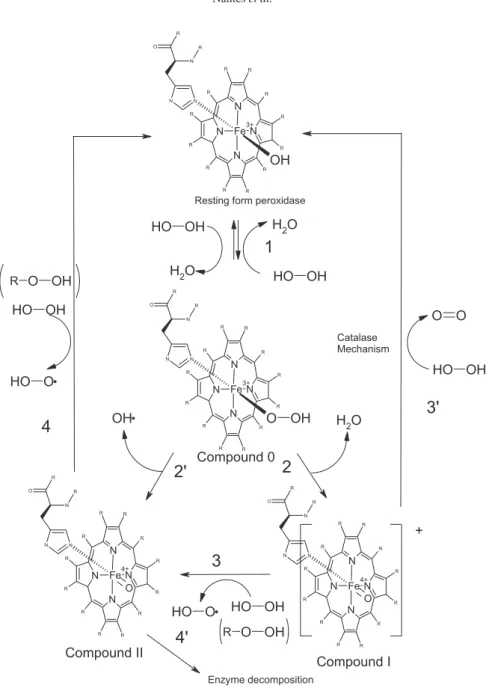 Figure 7. Compound 0 is formed after the reversible coordination of heme iron with the peroxide