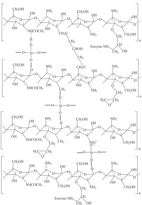 Figure 6. Proposed mechanism for SiO 2 -chitosan activation with epichlorohydrin and immobilization step.