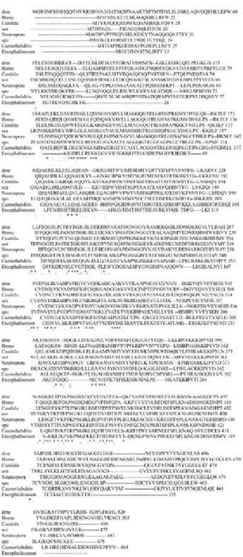 Figure S3. Alignment of amino acid sequences of eukaryotic organisms. The amino acid sequences of UDP-GlcNAc pyrophosphorylase of UAP1 H