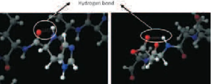 Figure 4. Hydrogen bonds between the carbonyl group (O32) and amine  group (H155) of His6, and between the carbonyl group (O87) and amine  group (H88) of Asp11 of GAP1.