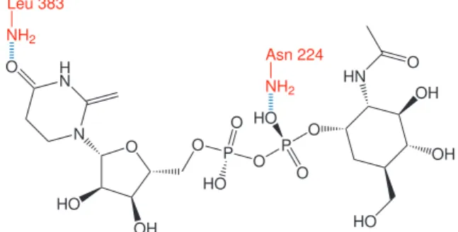 Figure 8. Hydrogen bonds (blue) between amino acids (red) identifying  the optimization of the MCJ4-ligand complex.