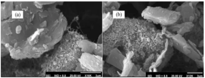 Figure  1  displays  a  typical  morphology  of  (a) p-APMCNTPE and (b) the unmodiied multiwall carbon  nanotubes paste electrode characterized by SEM