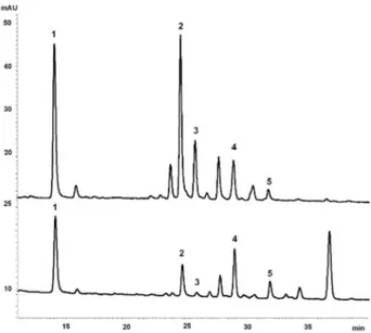 Figure 1. HPLC chromatograms of crude aqueous extracts (1,000  µg mL −1 )  of C. pachystachya (up) and C