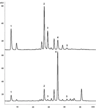 Figure  2.  HPLC  chromatograms  of  MeOH  fractions  (500 µg  mL −1 )  of  C. pachystachya (up) and C