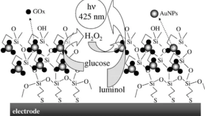 Figure 3. Principle of glucose biosensor based on gold nanoparticles and  luminol. Adapted from reference 104.