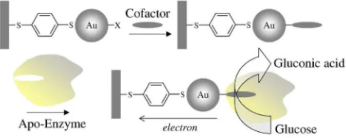 Figure  4.  Electrical  wiring  of  enzymes  by  the  reconstitution  of  apo- apo-enzymes on the cofactor-functionalized AuNPs associated with electrodes
