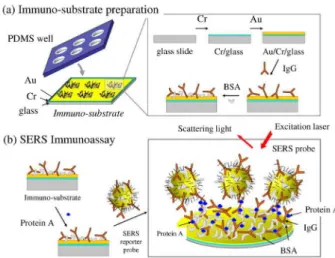 Figure  1.  Preparation  processes  of  SERS-based  immunoassay.  (a)  IgG is immobilized on the self-designed immunosubstrate and (b) the  illustration of the sandwich interaction among the Raman reporter labeled  immunoAuNP,  the  antigen,  and  the  imm