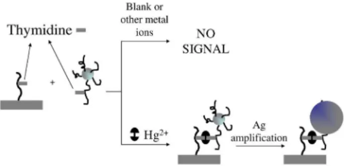 Figure 2. Scanometric DNA assay. Immobilization of capture probes on  electrode. (b) Hybridization with target DNA and labeled detection probe