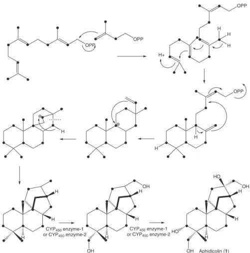 Figure 1. Biosynthesis of aphidicolin (1).