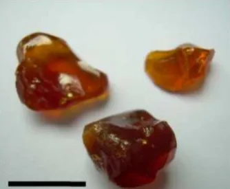 Figure 1. Photo from Araripe Basin amber sample (Santana Formation,  Crato Member). Scale bar represents 1.0 cm.