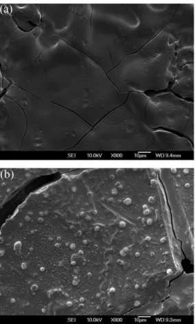 Figure 3. SEM micrographs of (a) Pt/PoPD electrode and (b) Pt/PoPD/ChOx   enzyme electrode.