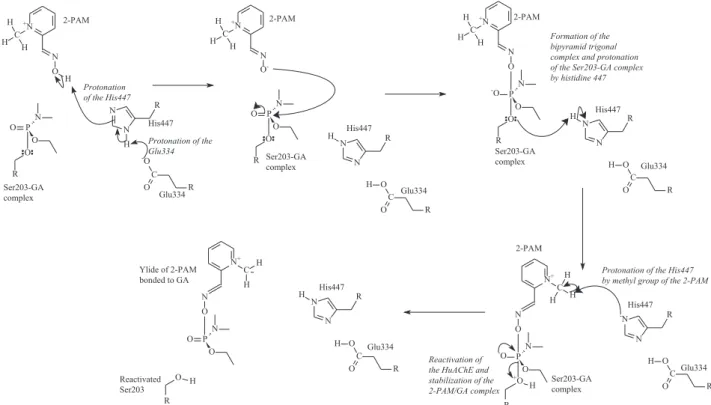 Figure 14. Reactivation mechanism of HuAChE inhibited by GA proposed in this work.