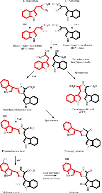 Figure 2. Overall pathway to violacein biosynthesis.